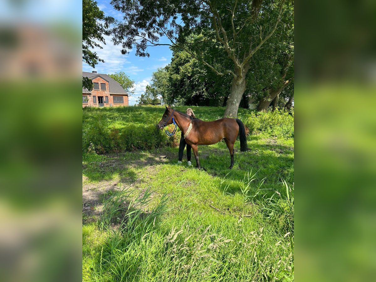 Purosangue arabo Giumenta 14 Anni 154 cm Baio in Witzwort