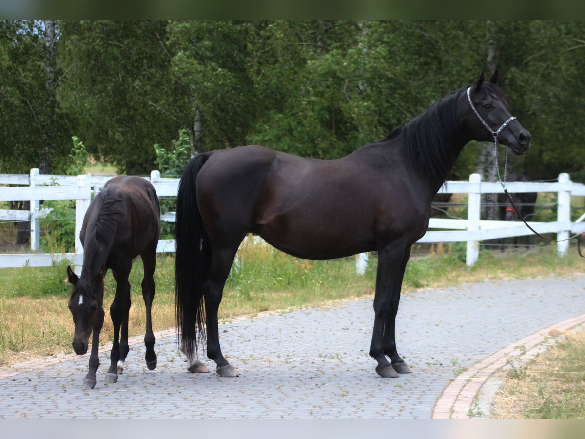 Purosangue arabo Giumenta 15 Anni 154 cm Morello in Santok