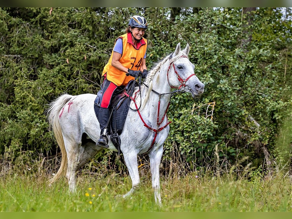 Purosangue arabo Giumenta 16 Anni 158 cm Grigio in Dietmannsried