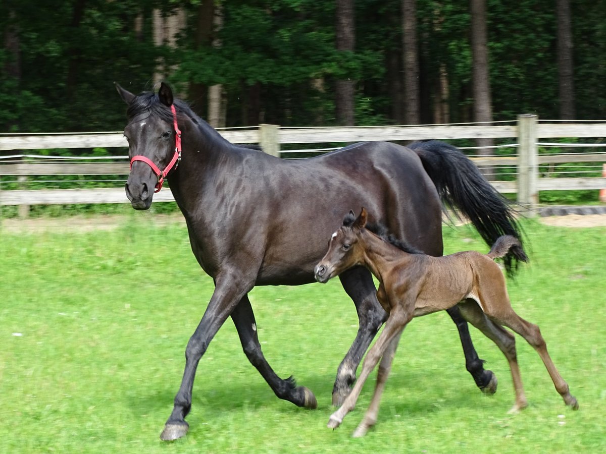 Purosangue arabo Giumenta 1 Anno 153 cm Morello in Espelkamp