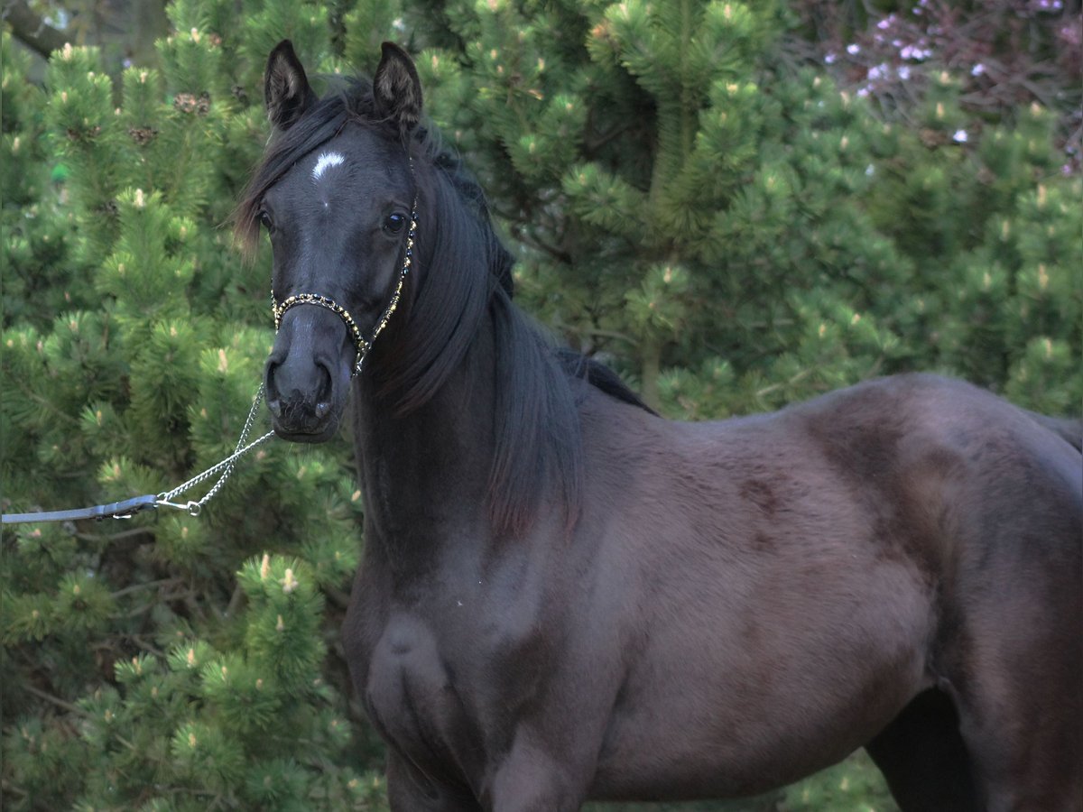 Purosangue arabo Giumenta 1 Anno 157 cm Morello in Santok