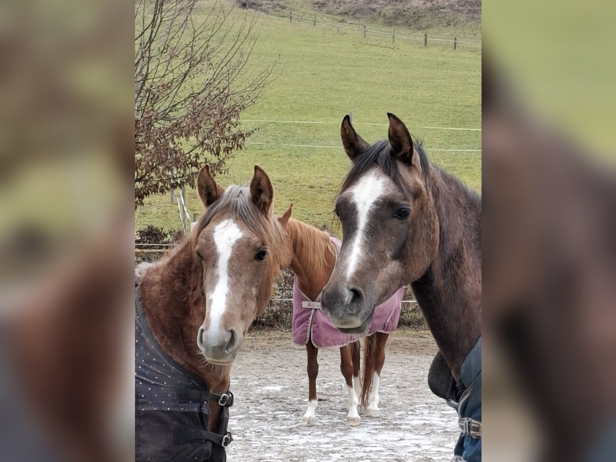 Purosangue arabo Giumenta 1 Anno Grigio in Reichraming