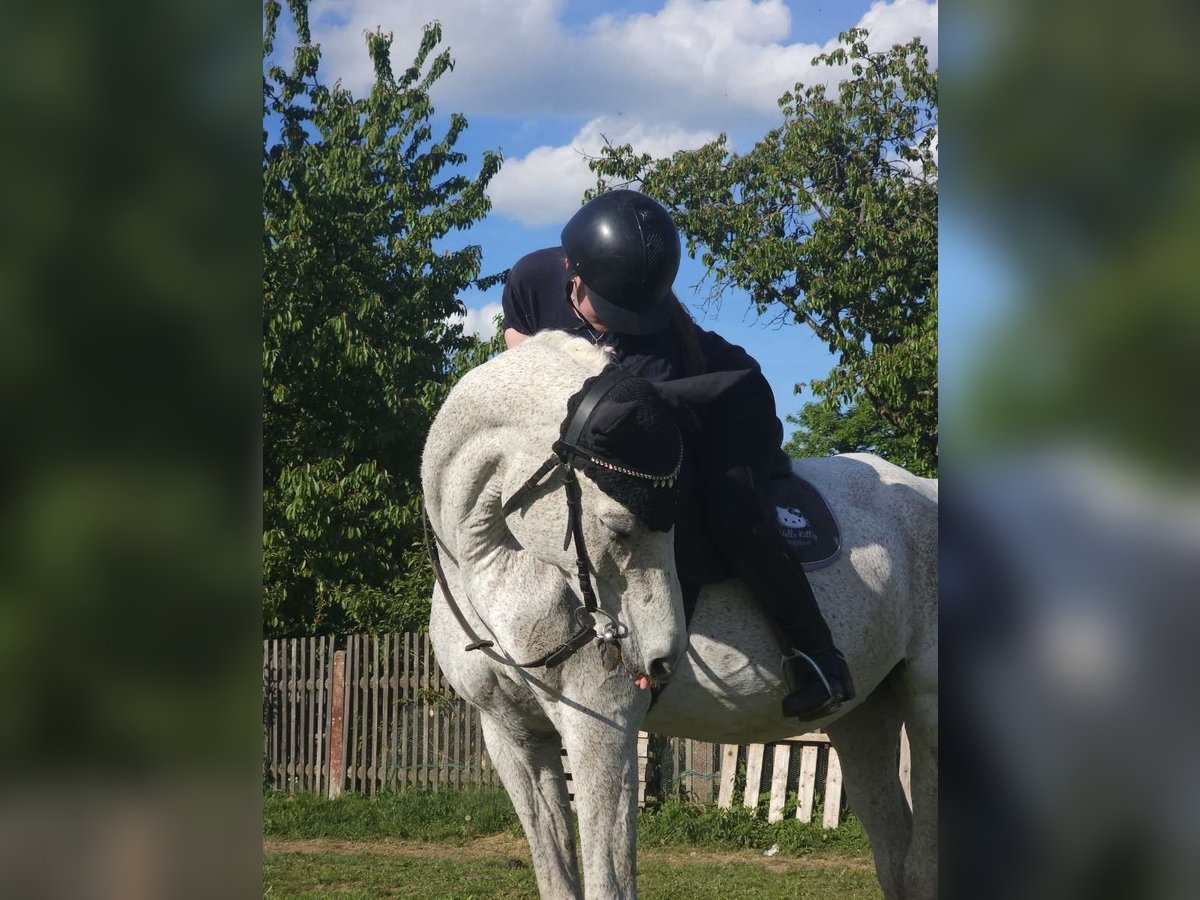 Purosangue arabo Giumenta 21 Anni 160 cm Grigio in Waidhaus