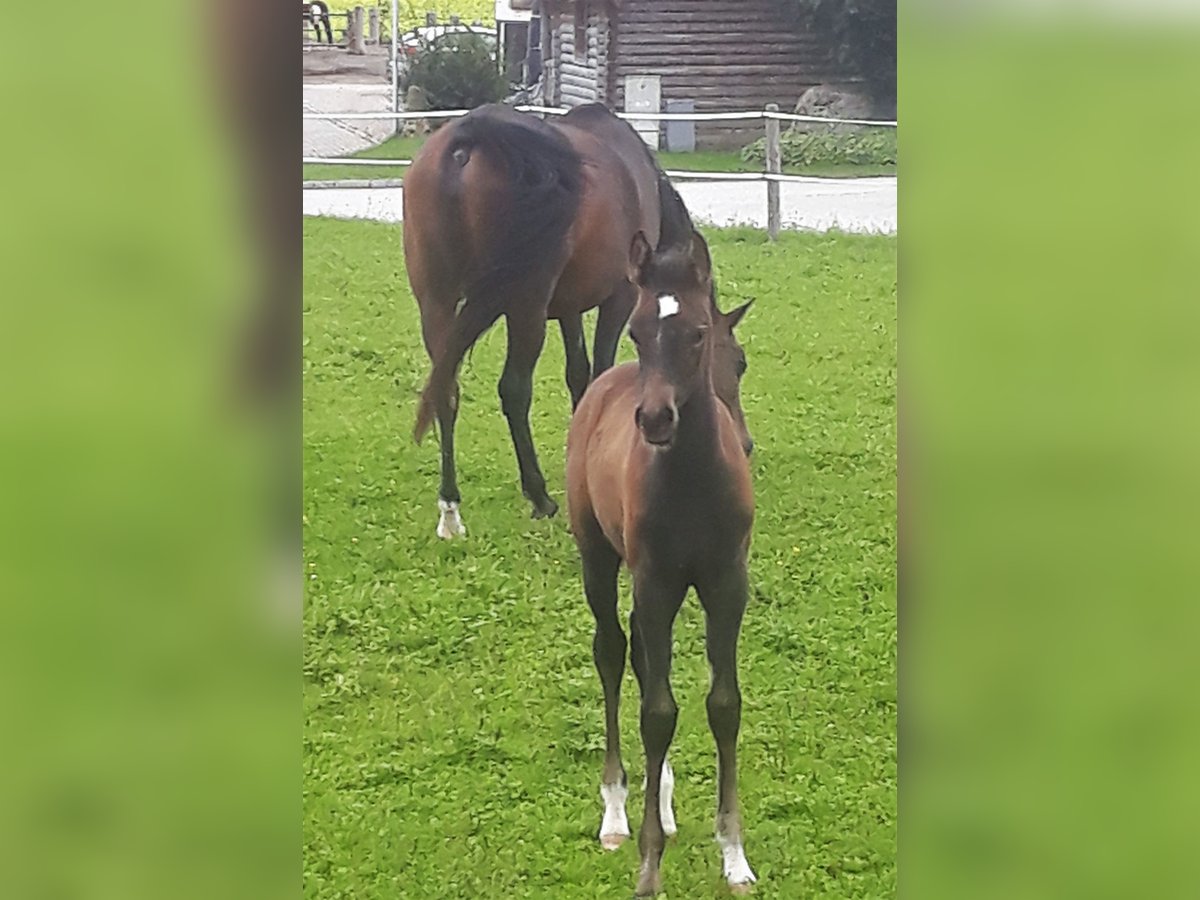 Purosangue arabo Giumenta 2 Anni 149 cm Grigio in Reichraming