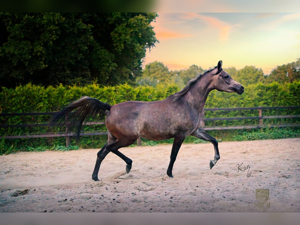 Purosangue arabo Giumenta 2 Anni 154 cm Grigio trotinato in Uddel