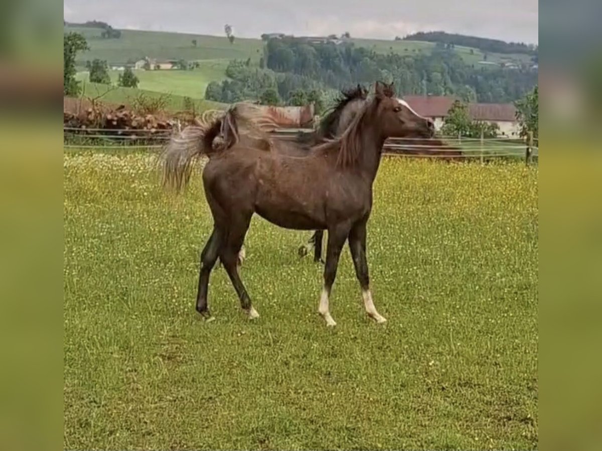 Purosangue arabo Giumenta 2 Anni Grigio in Reichraming