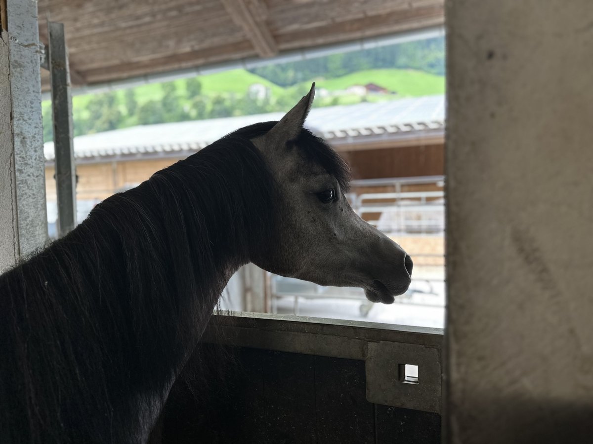 Purosangue arabo Giumenta 3 Anni 148 cm Grigio in Gunzenhausen
