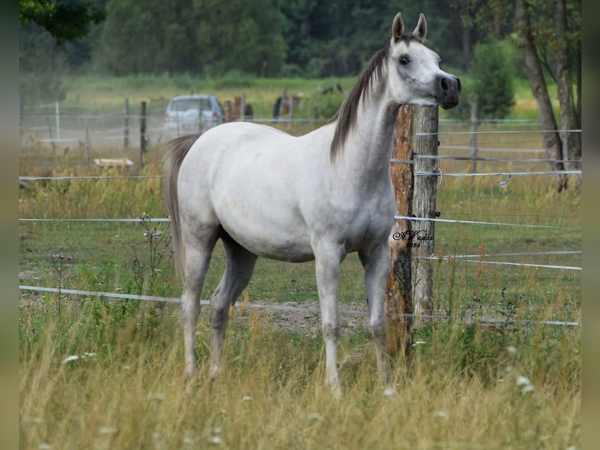 Purosangue arabo Giumenta 3 Anni Grigio in Wielgolas Duchnowski