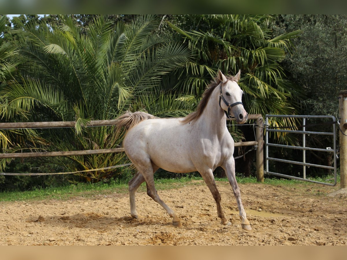 Purosangue arabo Giumenta 4 Anni 153 cm Grigio in Trie sur Baise