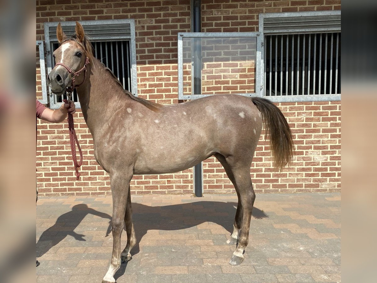 Purosangue arabo Giumenta 4 Anni 154 cm Grigio in Biel-Benken BL