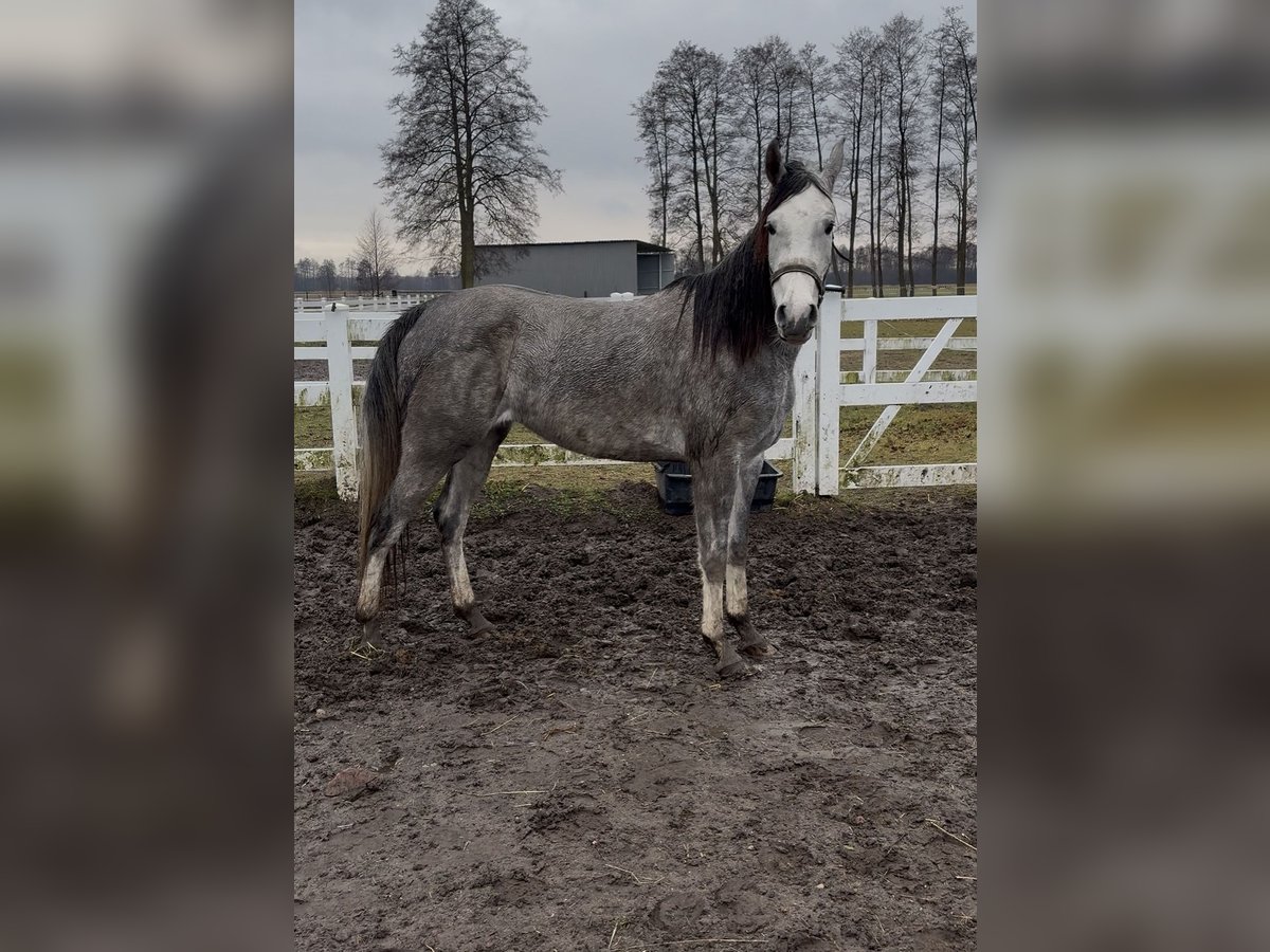 Purosangue arabo Giumenta 4 Anni 157 cm Grigio in Warszawa