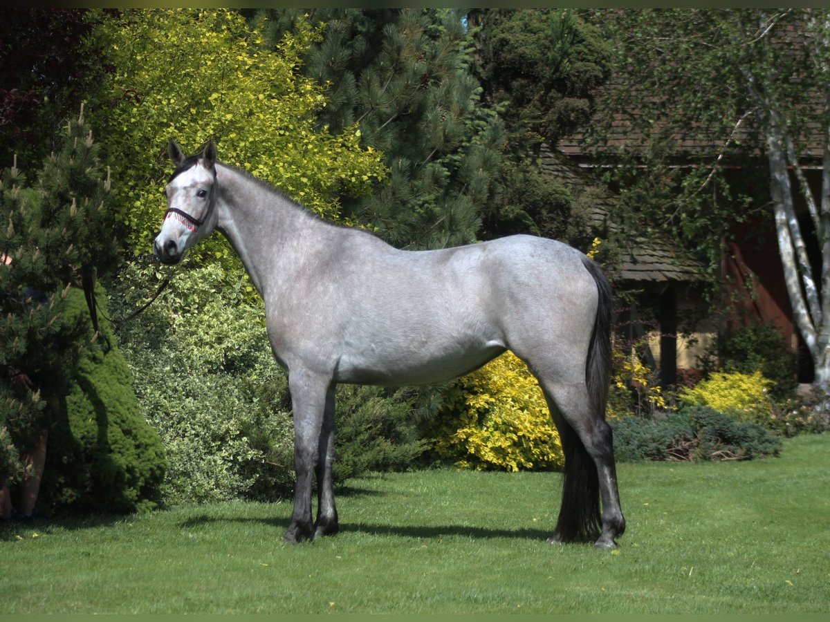 Purosangue arabo Giumenta 4 Anni 159 cm Grigio in Santok