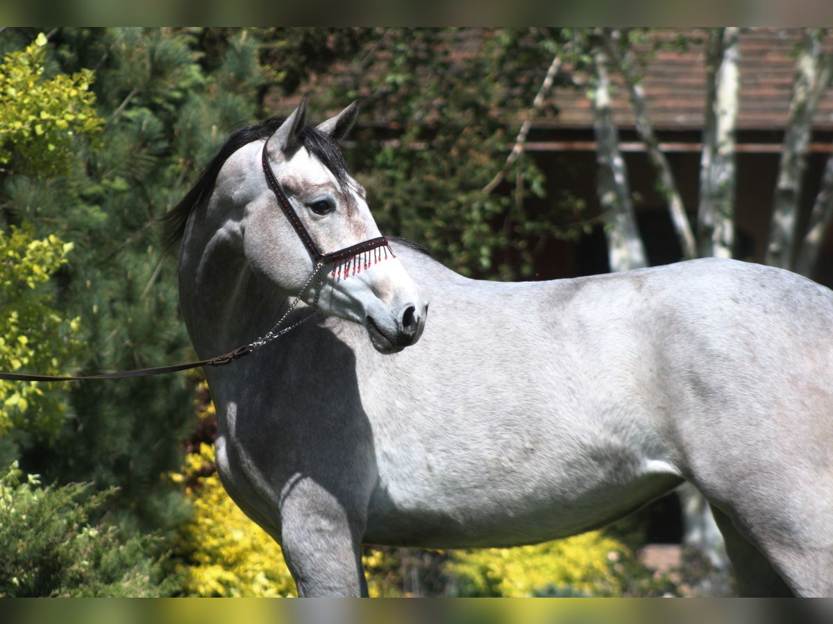 Purosangue arabo Giumenta 4 Anni 160 cm Grigio in Santok