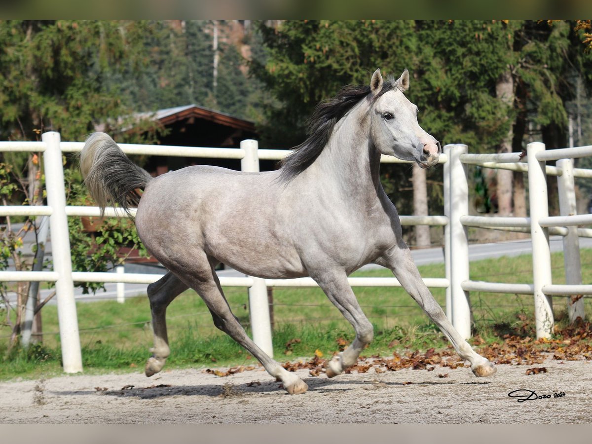 Purosangue arabo Giumenta 5 Anni 154 cm Grigio in Söll