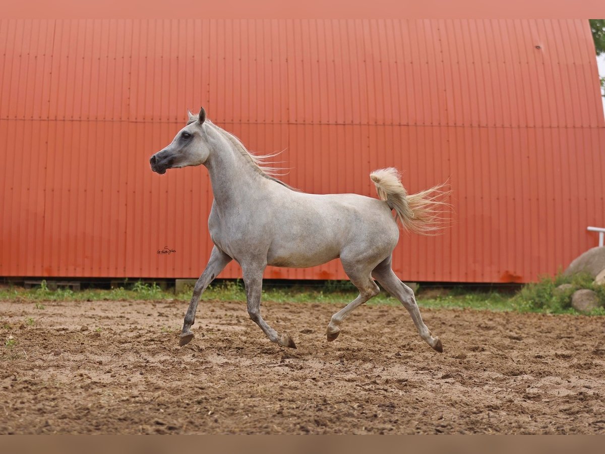 Purosangue arabo Giumenta 5 Anni Grigio in JEZOW