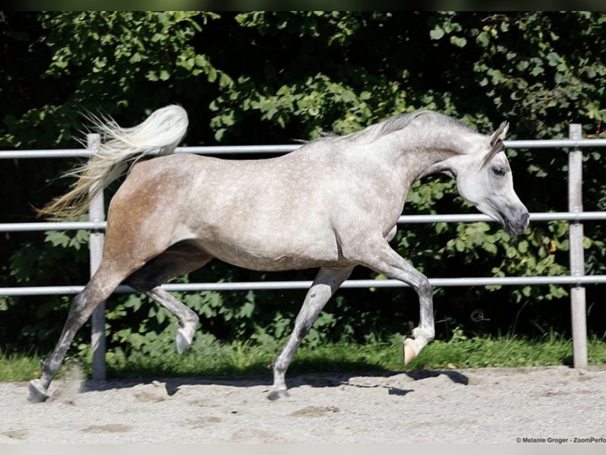 Purosangue arabo Giumenta 6 Anni 155 cm Grigio in Amtzell