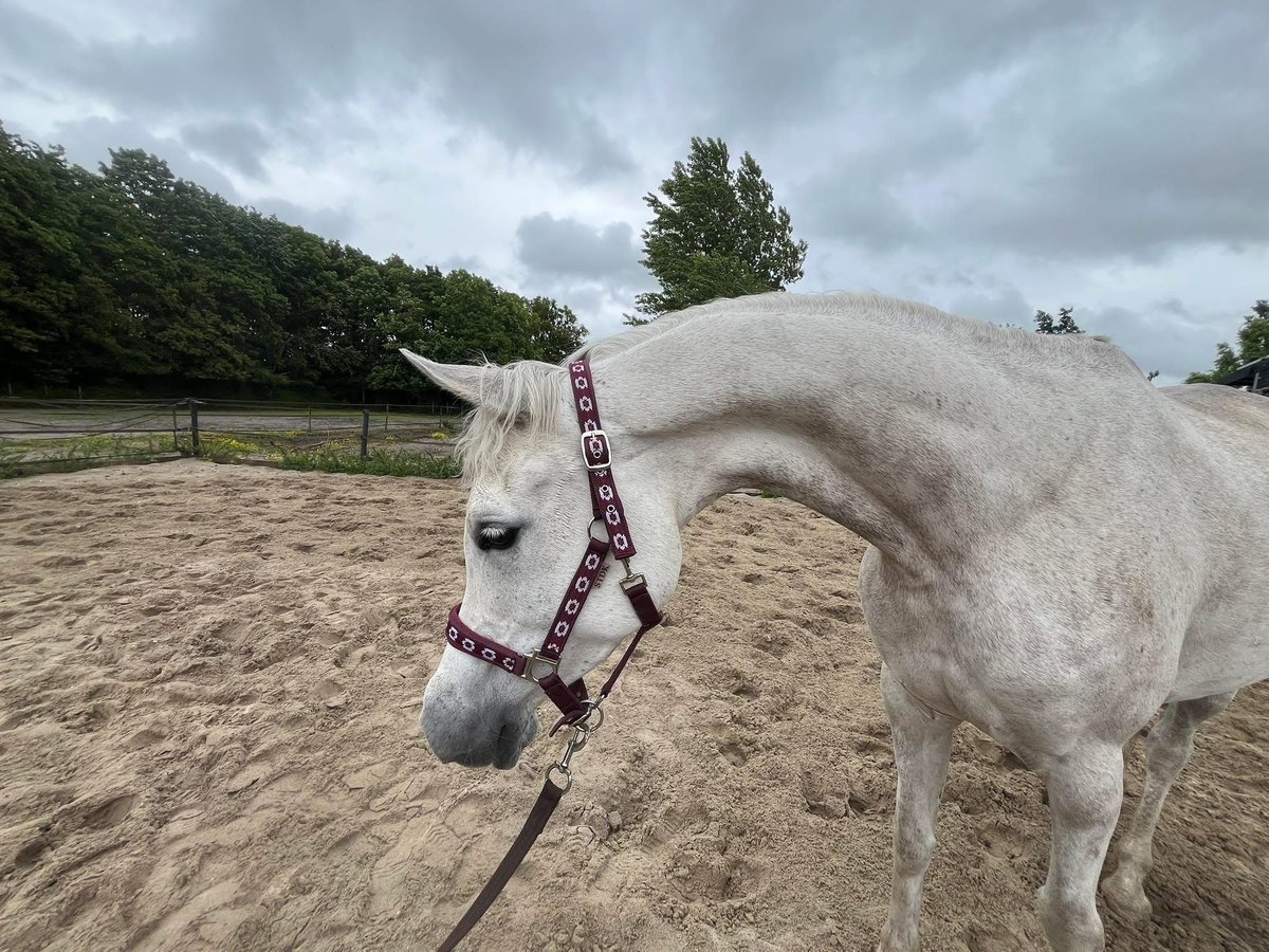 Purosangue arabo Giumenta 7 Anni 150 cm Grigio in Rockanje