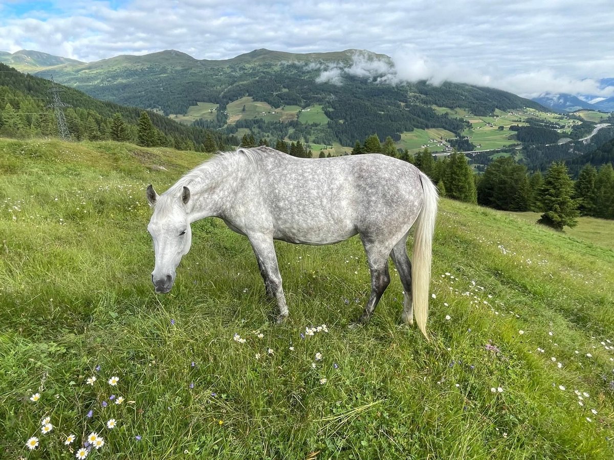 Purosangue arabo Giumenta 8 Anni 150 cm Grigio in Trins