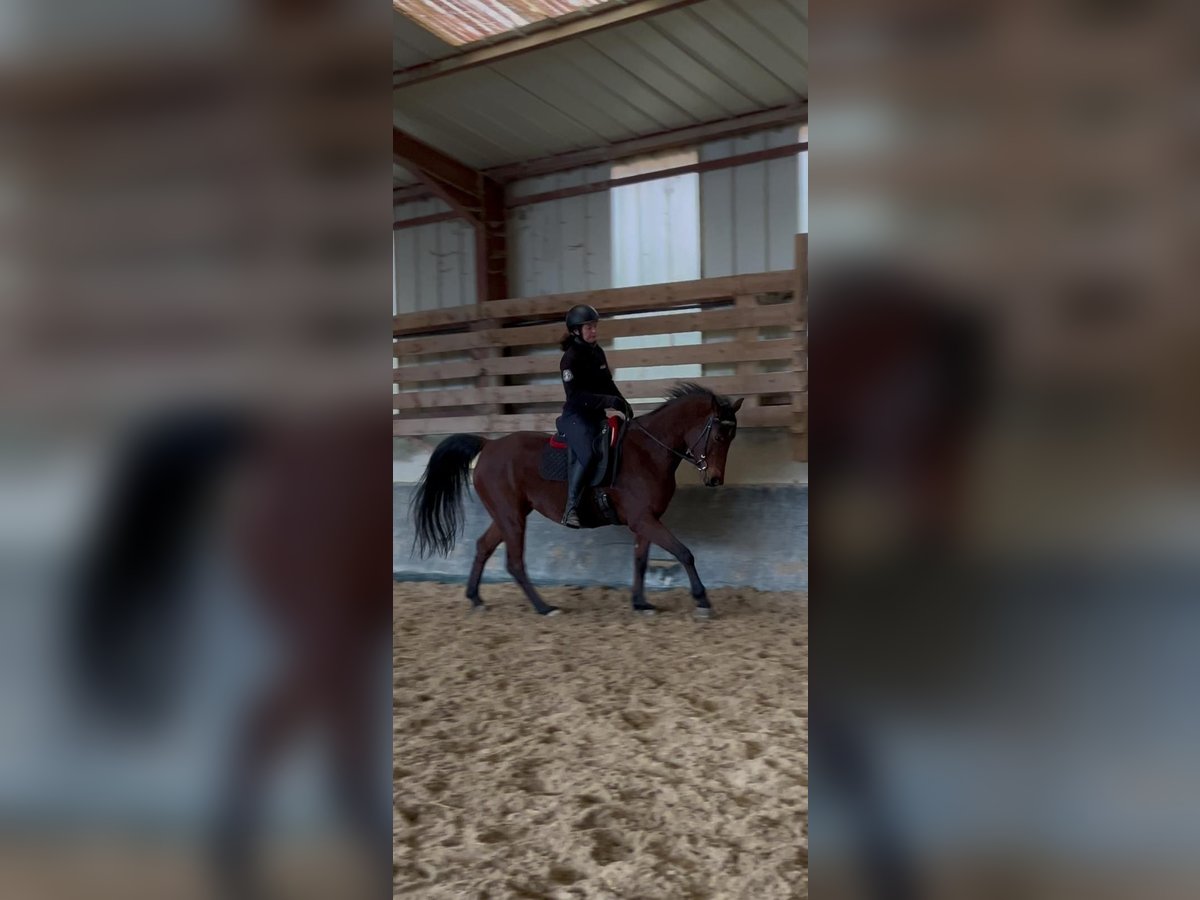 Purosangue arabo Giumenta 8 Anni 152 cm Baio nero in Lautenbach