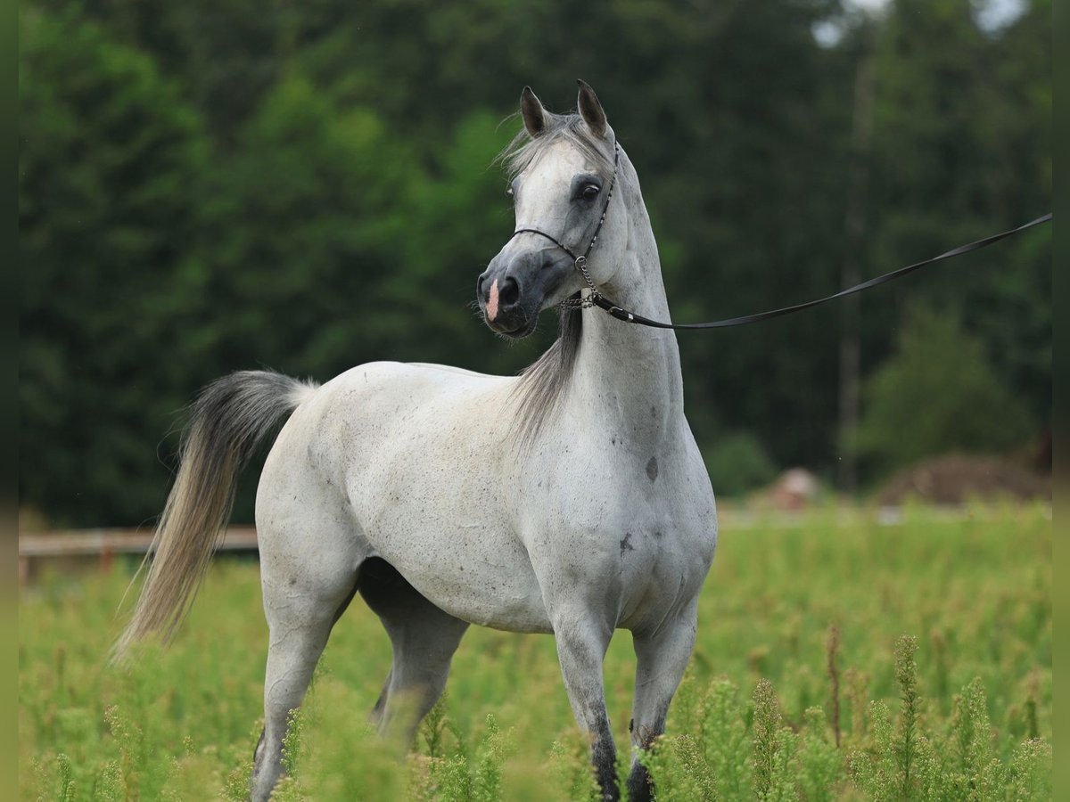 Purosangue arabo Giumenta 8 Anni 154 cm Grigio in Łódź