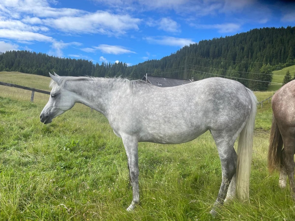 Purosangue arabo Giumenta 8 Anni 155 cm Grigio in Trins