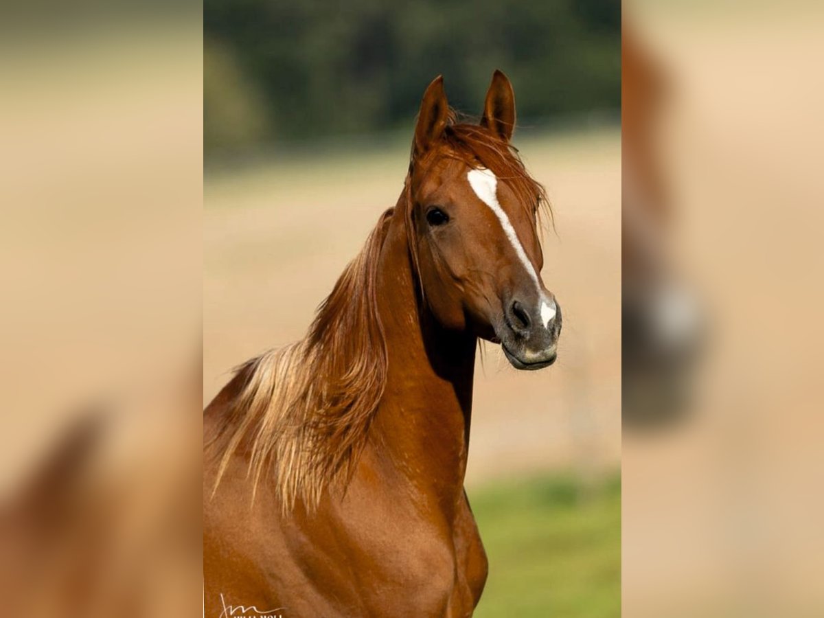 Purosangue arabo Giumenta 8 Anni 156 cm Sauro in Hallgarten