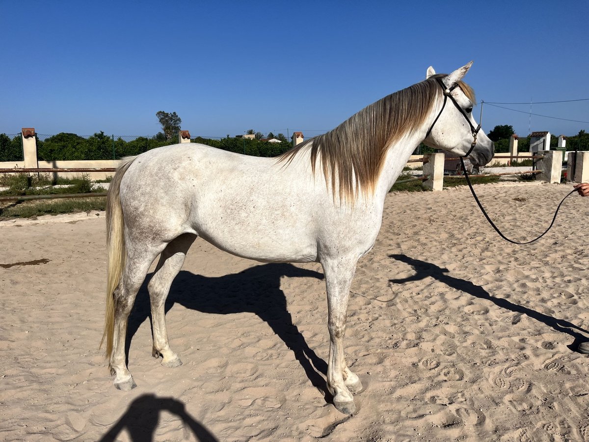 Purosangue arabo Giumenta 8 Anni 157 cm Grigio in Guardamar del Segura