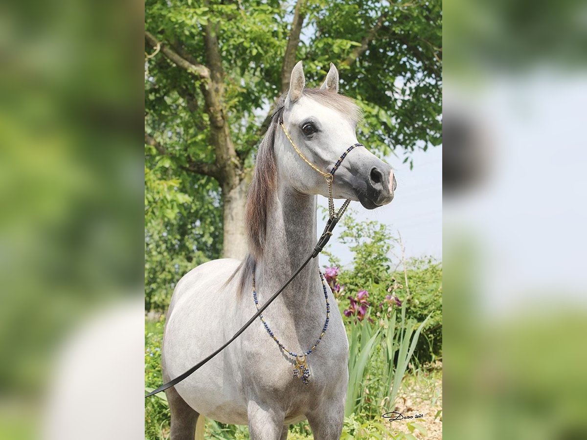 Purosangue arabo Giumenta 8 Anni Grigio in Wallsee