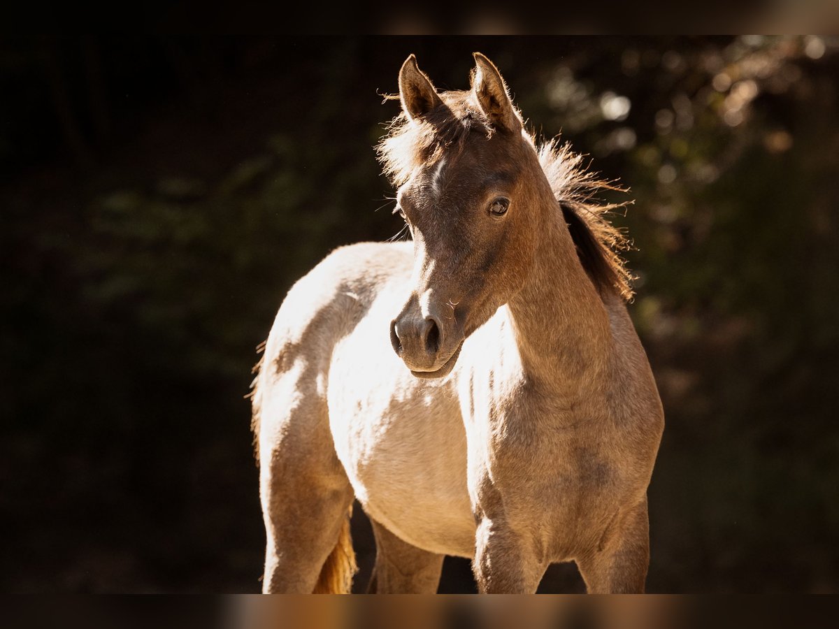 Purosangue arabo Giumenta Puledri (04/2025) 154 cm Grigio in Reichshof