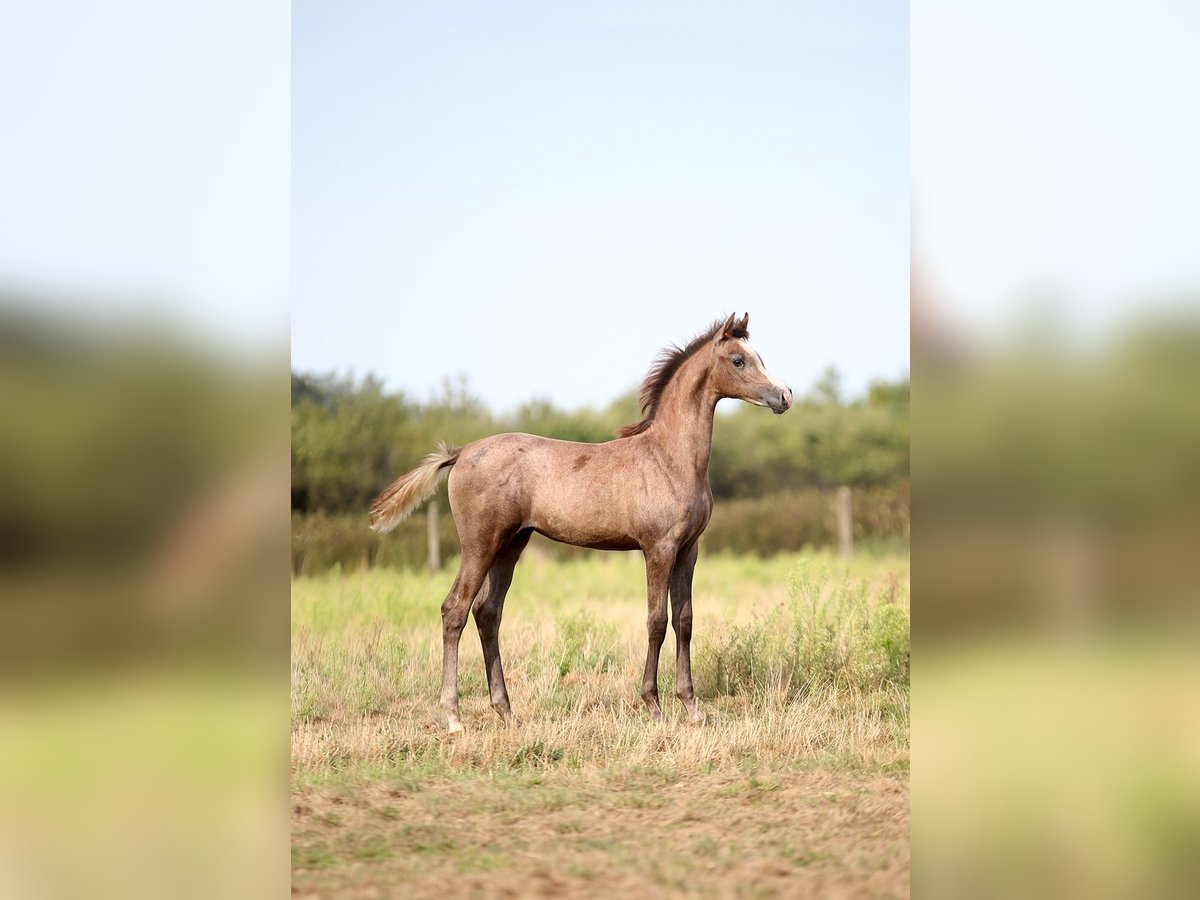 Purosangue arabo Giumenta Puledri (05/2025) 157 cm Grigio in Strykow