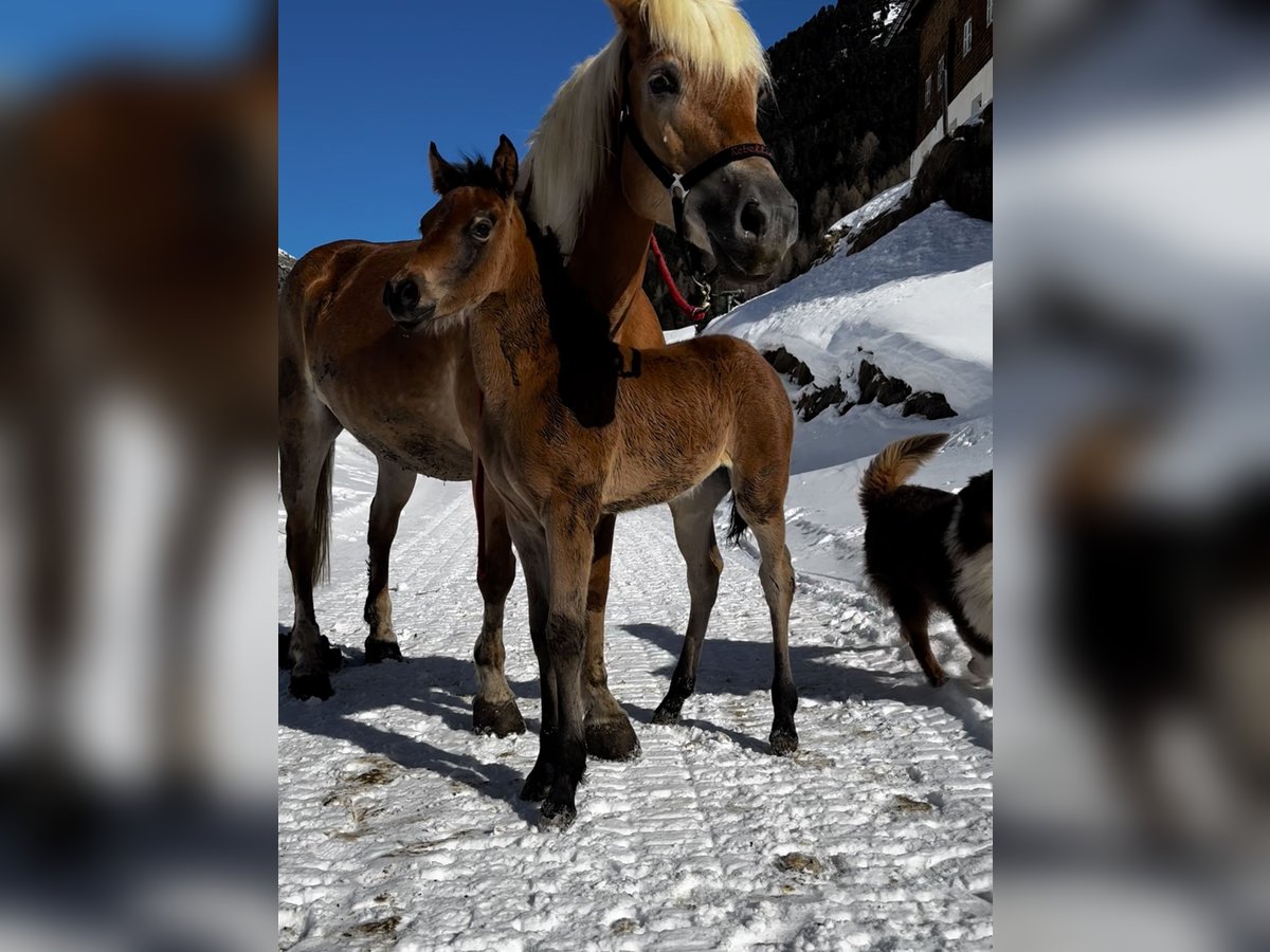 Purosangue arabo Mix Giumenta  Baio in Vent