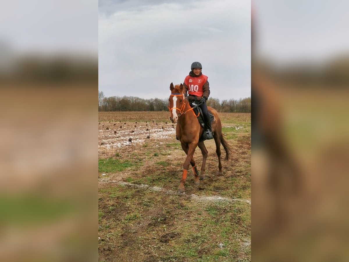 Purosangue arabo Stallone 14 Anni 157 cm Sauro in Villach-Innere Stadt