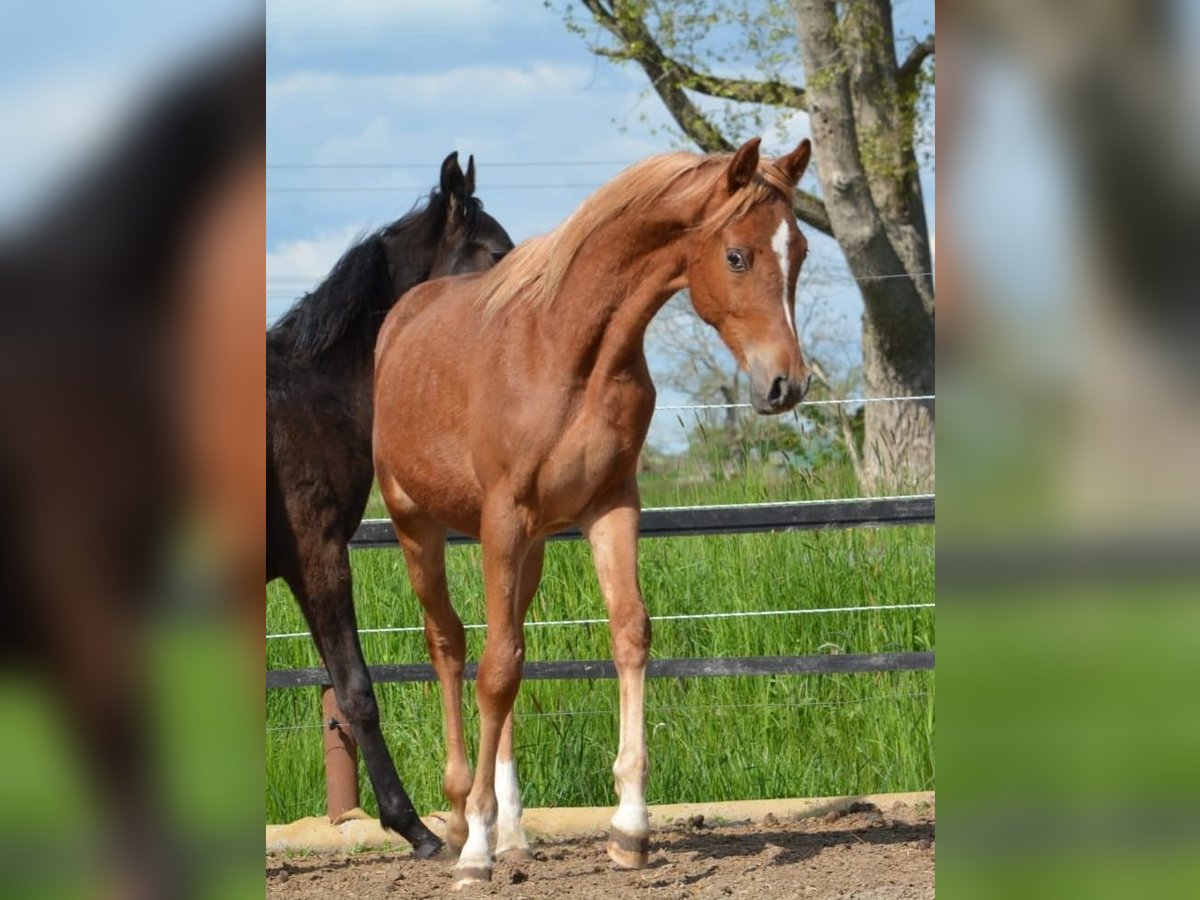 Purosangue arabo Stallone 1 Anno 154 cm Sauro in Jade