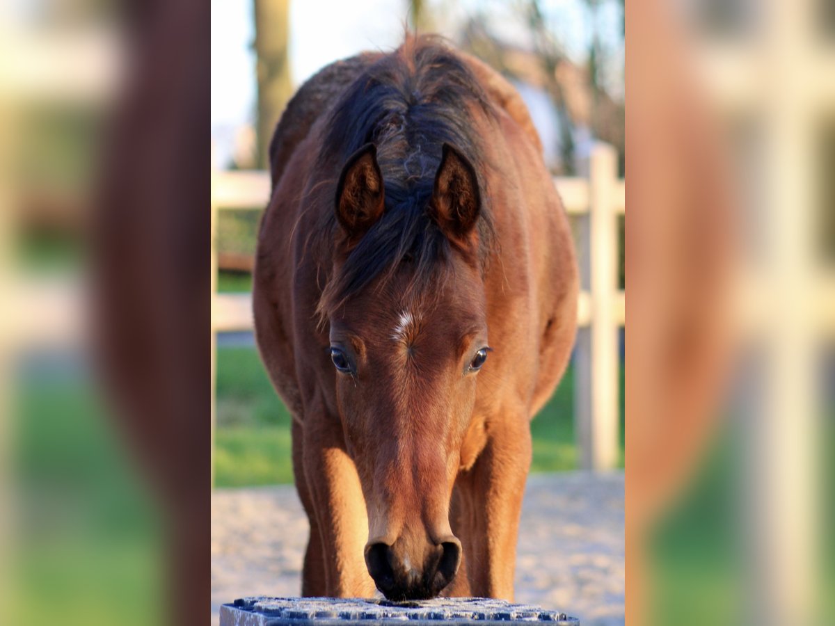 Purosangue arabo Stallone 1 Anno 155 cm Baio in Wangerland Hohenkirchen