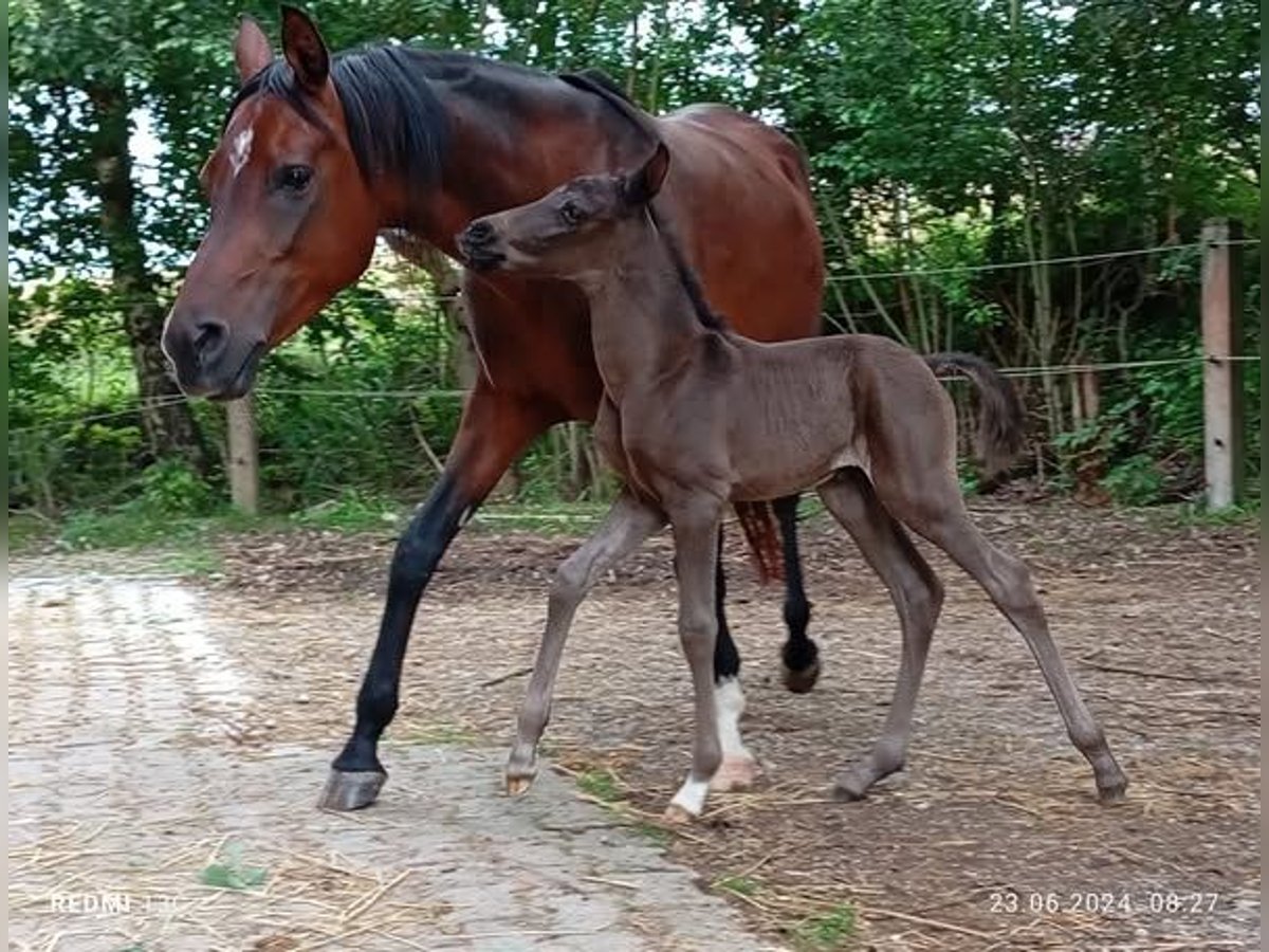 Purosangue arabo Stallone 1 Anno 155 cm Morello in Johanniskirchen