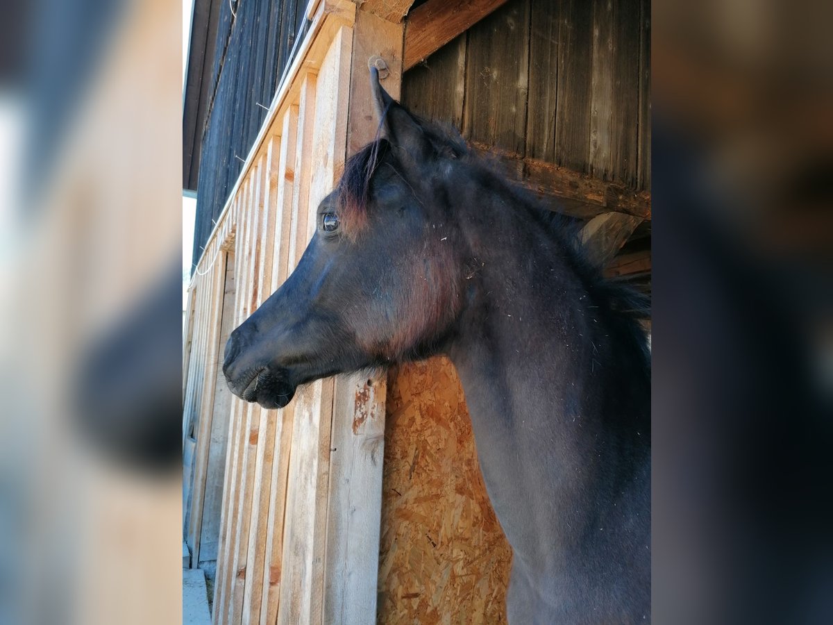 Purosangue arabo Stallone 1 Anno 155 cm Morello in St. Blasien