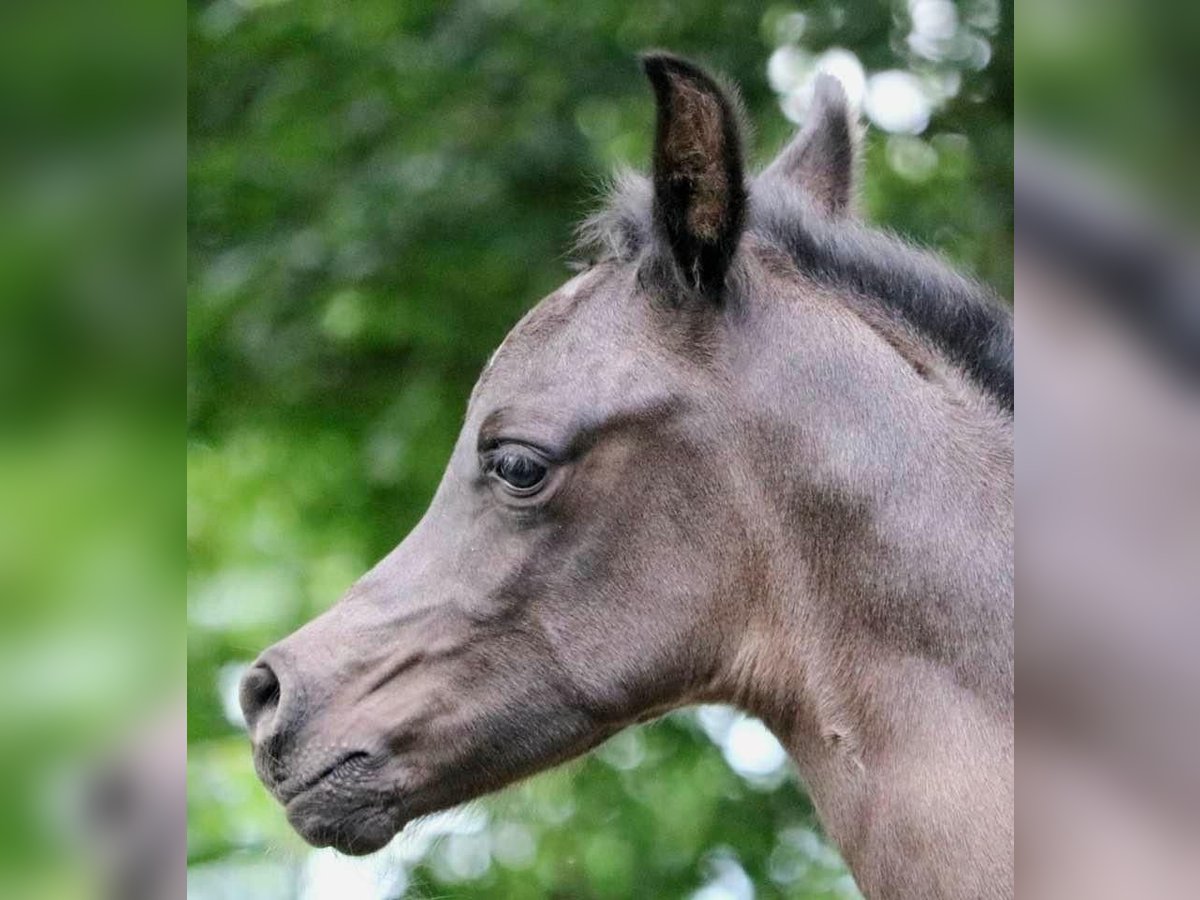 Purosangue arabo Stallone 1 Anno 155 cm Morello in Rattenkirchen