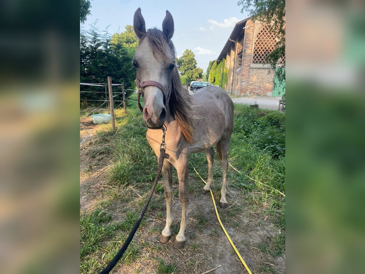 Purosangue arabo Stallone 2 Anni 140 cm Grigio in San Rocco Al Porto