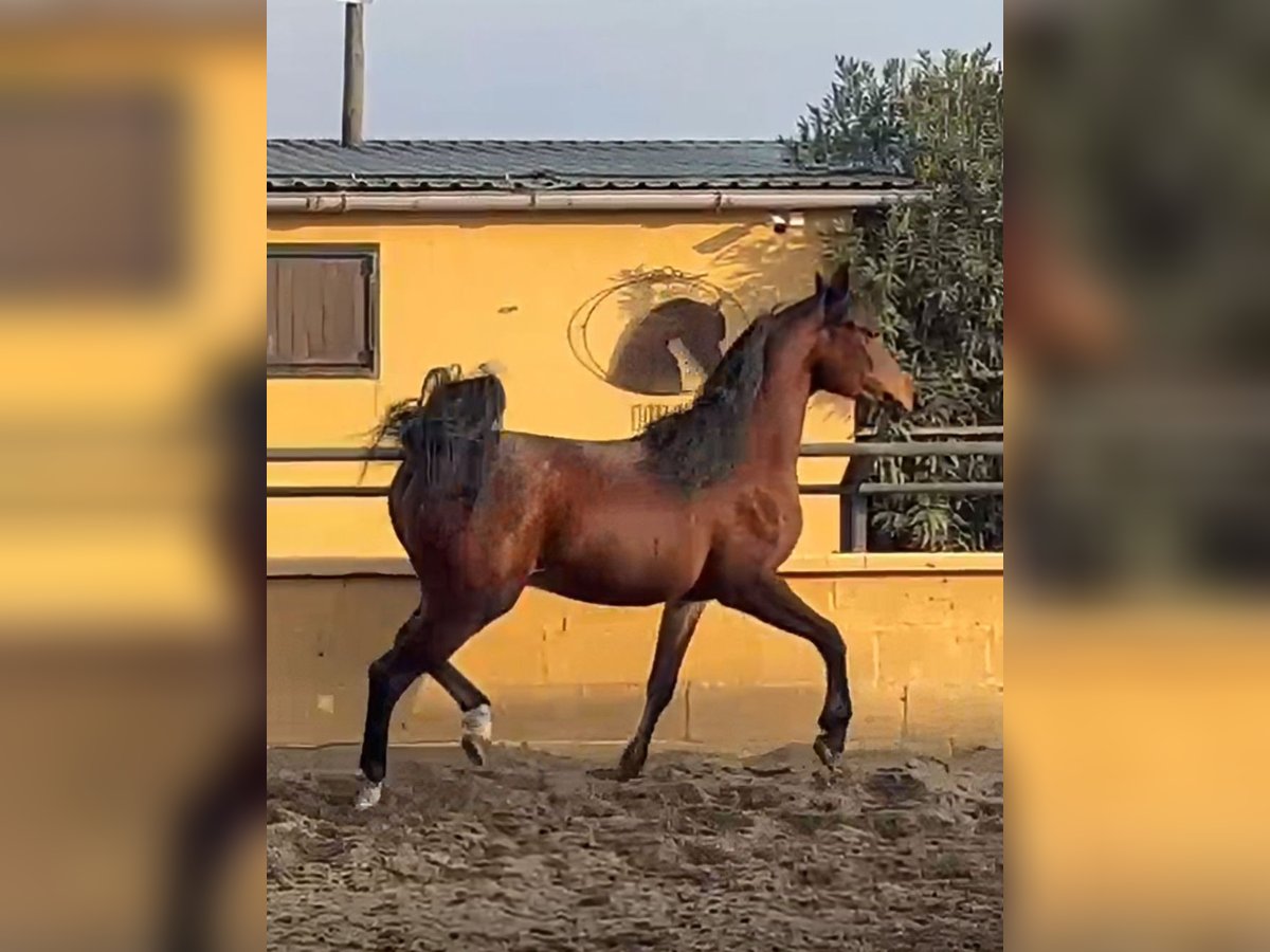 Purosangue arabo Stallone 2 Anni 143 cm Baio in Madrid