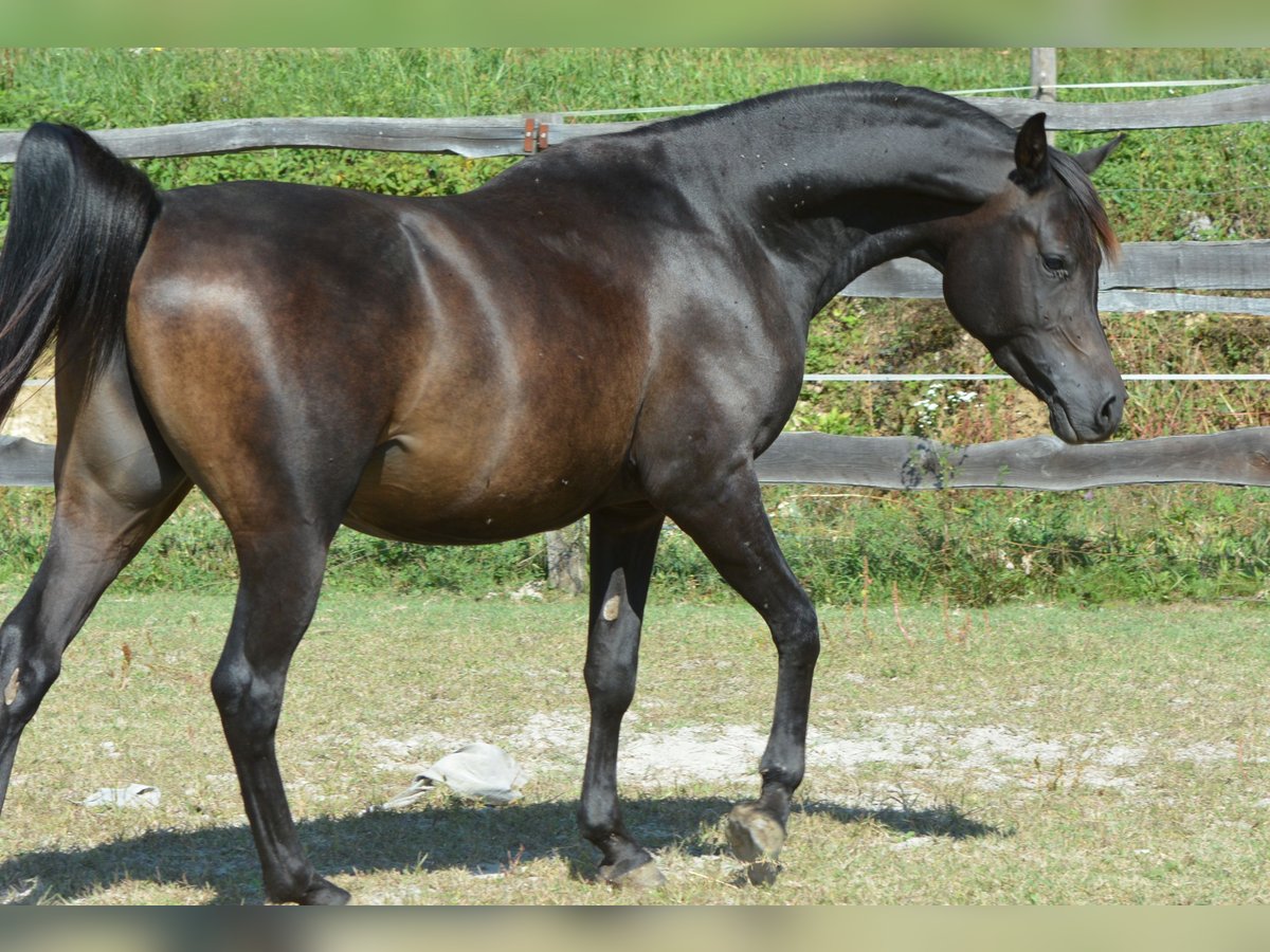 Purosangue arabo Stallone 3 Anni 150 cm Baio nero in Koprivnica