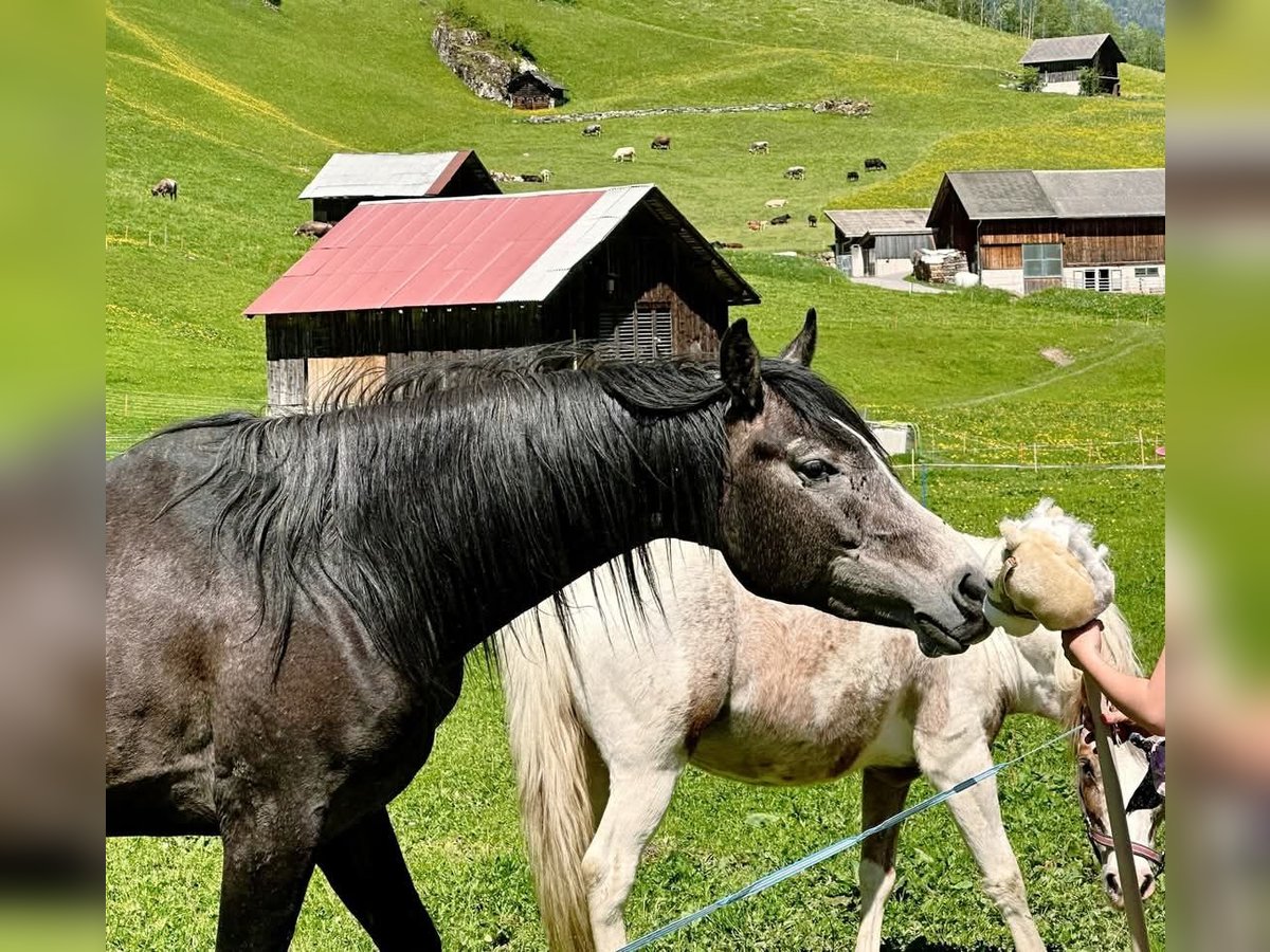 Purosangue arabo Stallone 4 Anni 146 cm Grigio ferro in Matt
