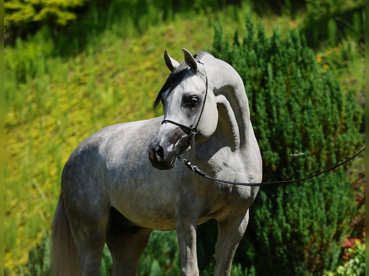 Purosangue arabo Stallone 4 Anni 156 cm Grigio in Wielog&#xF3;ra