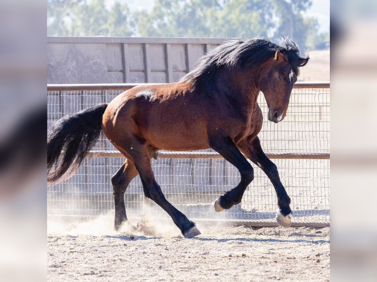 Purosangue arabo Stallone 5 Anni Baio ciliegia in The Lakes