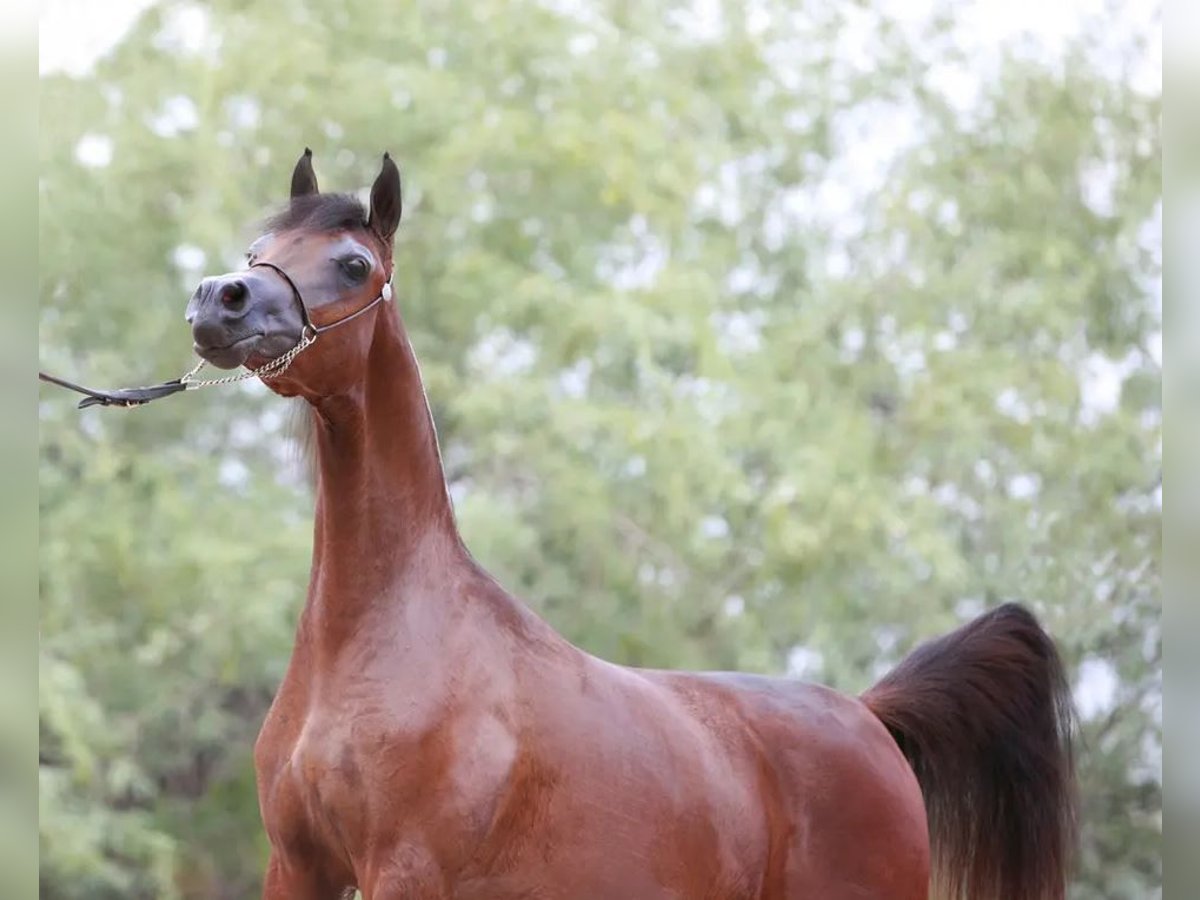 Purosangue arabo Stallone 6 Anni 152 cm Baio in Raleigh