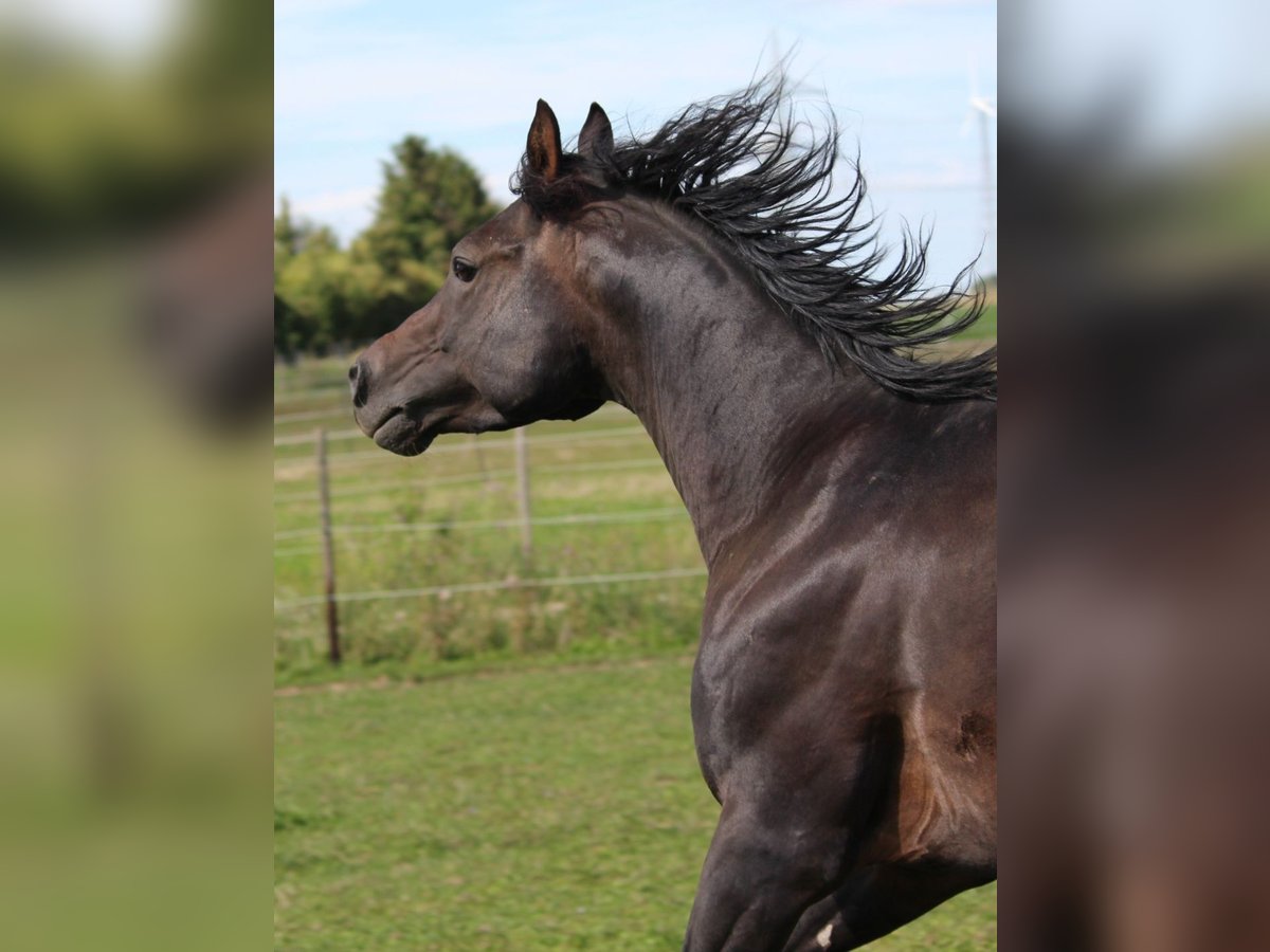 Purosangue arabo Stallone 6 Anni 156 cm Baio nero in Hochborn
