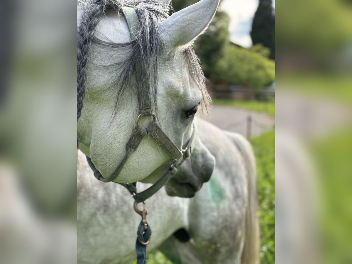 Purosangue arabo Stallone 6 Anni 158 cm Grigio pezzato in Gentilino