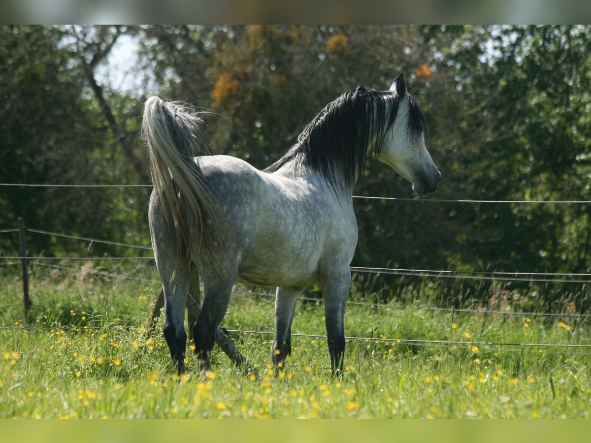 Purosangue arabo Stallone 7 Anni 153 cm Grigio in Weilheim an der Teck