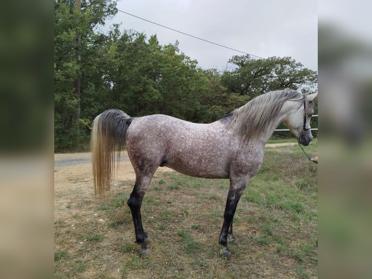 Purosangue arabo Stallone 7 Anni 160 cm Grigio trotinato in Magalas