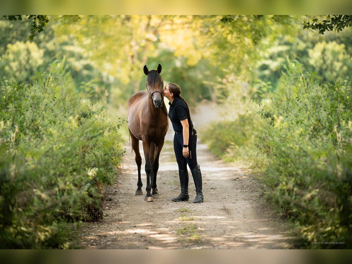 Purosangue arabo Stallone Baio in Toulouse