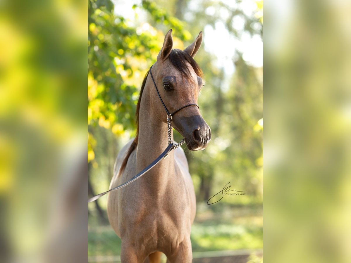 Purosangue arabo Stallone Puledri (01/2024) 140 cm Grigio in Komárov